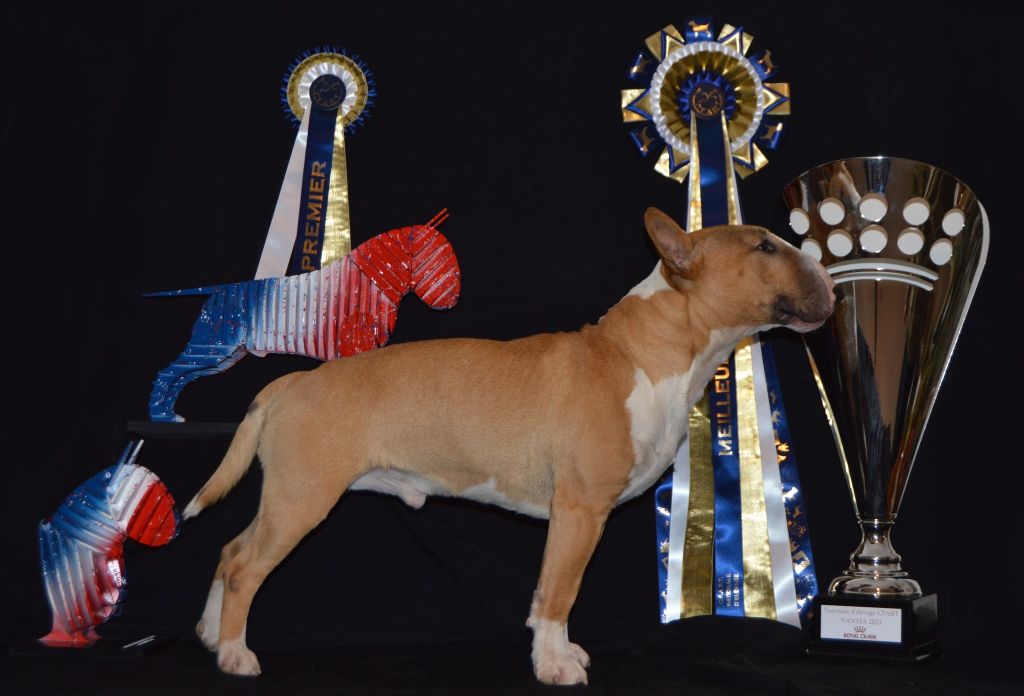 Bull Terrier miniature, Raggamufin Rambo Akee