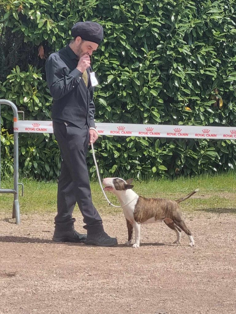 Twinkel Light Teena, bull terrier miniature