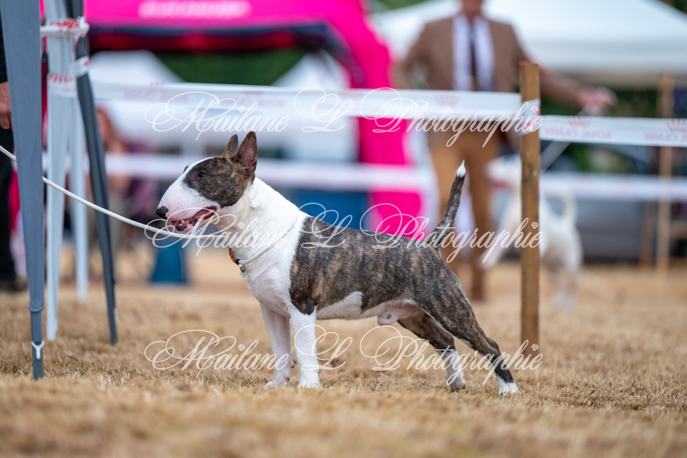Valorous Warrior, bull terrier miniature