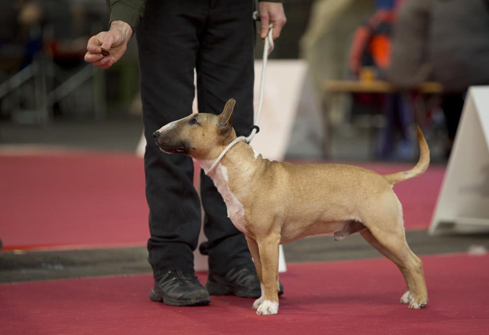 Original Obadiah du Whoochymerry Camp, bull terrier miniature