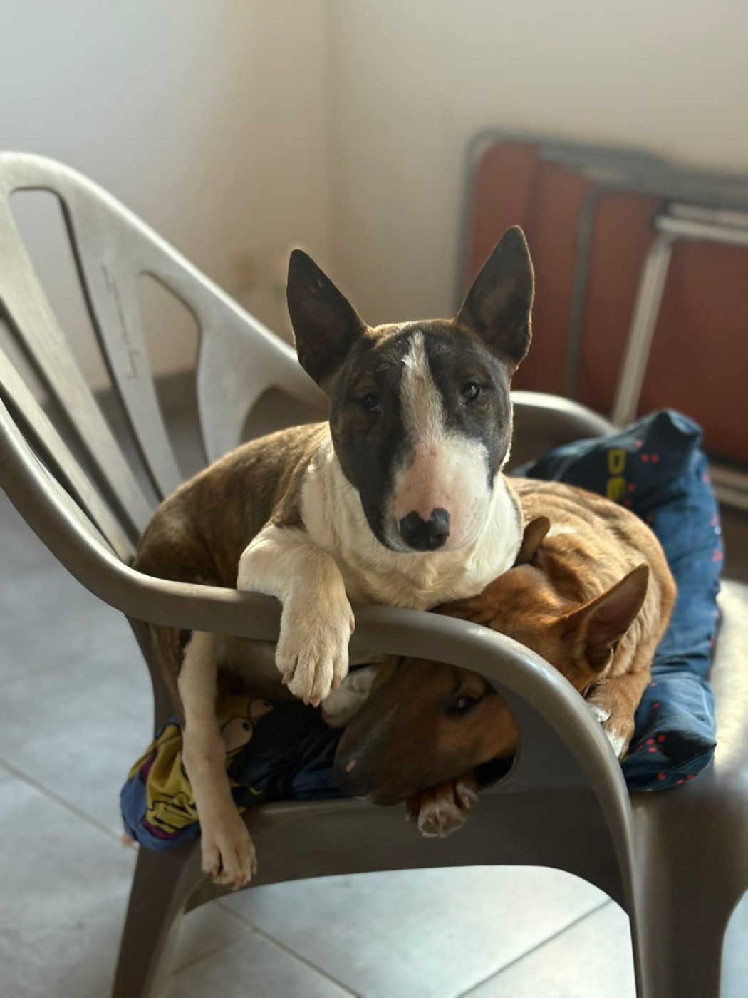 Chiot Bull Terrier miniature, Ace