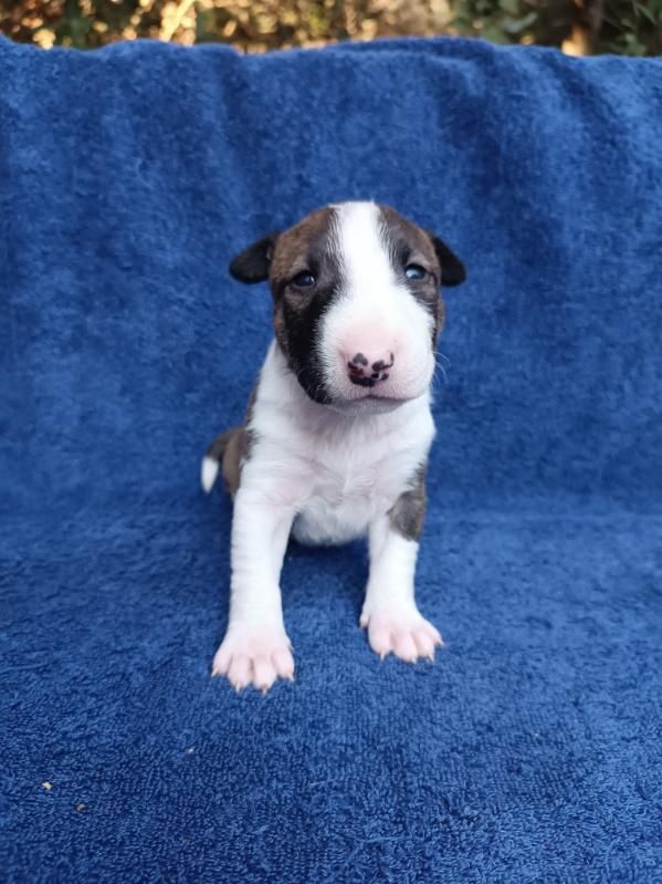 Chiot Bull Terrier miniature, Aesya