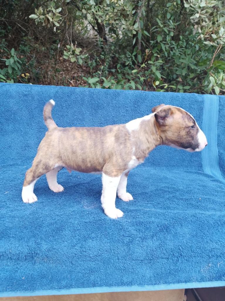 Chiot Bull Terrier miniature, Errol