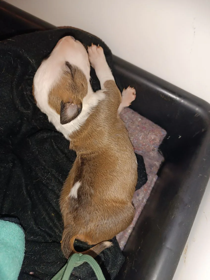Chiot Bull Terrier standard, femelle rouge et blanc