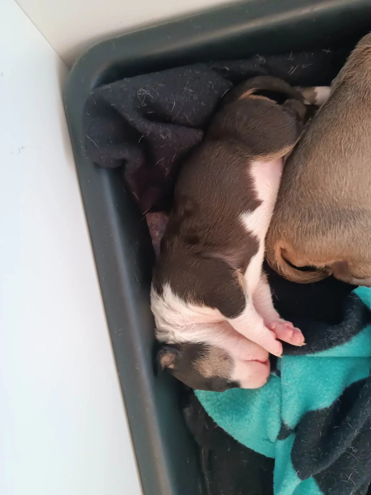 Chiot Bull Terrier standard, femelle tricolore