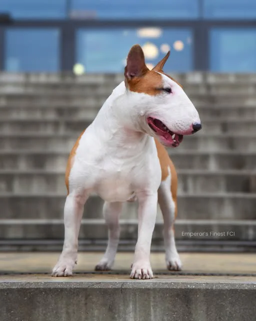 CH Emperor's Finest Conan, père de la portée, Bull Terrier miniature