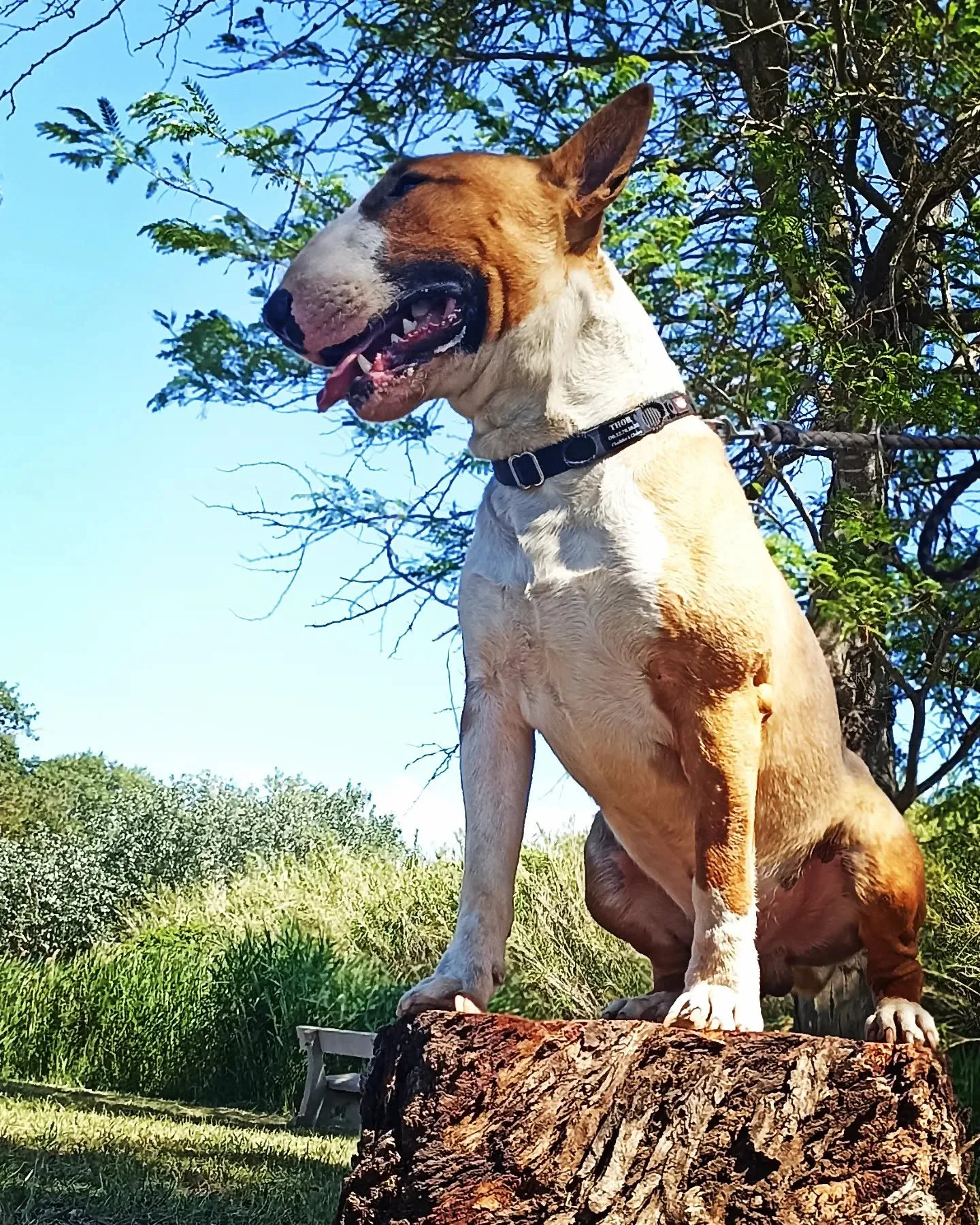 Tangie Tuff -Tonka- dit Thor, père de la portée, Bull Terrier standard