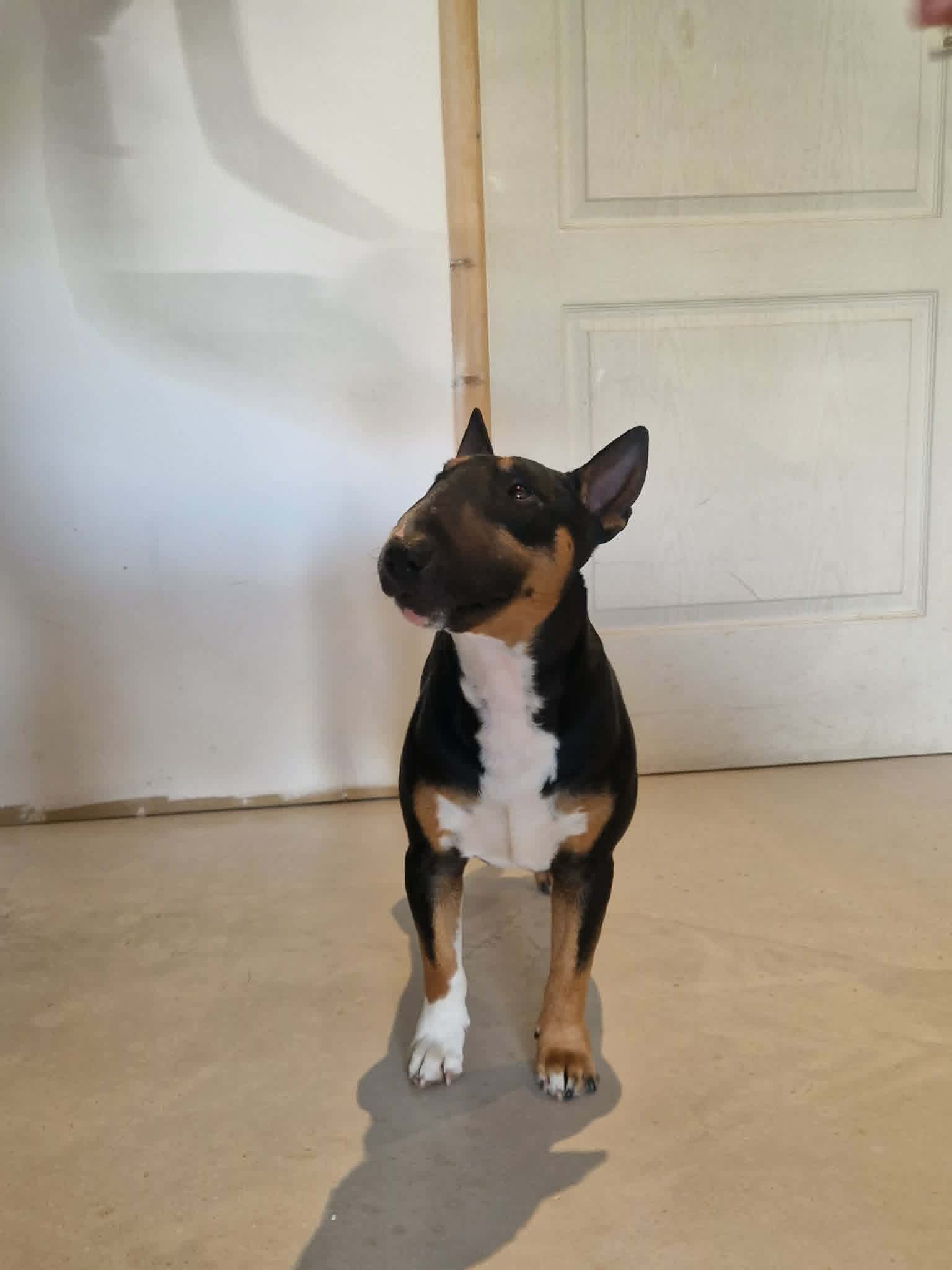 Bull Terrier Miniature robe Tricolore