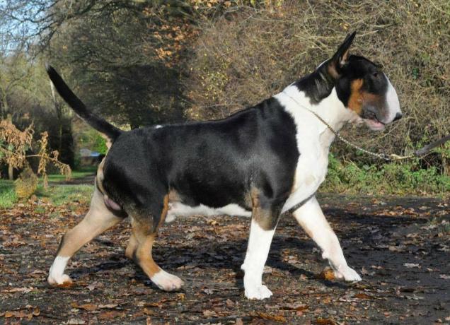 Bull Terrier robe Tricolore