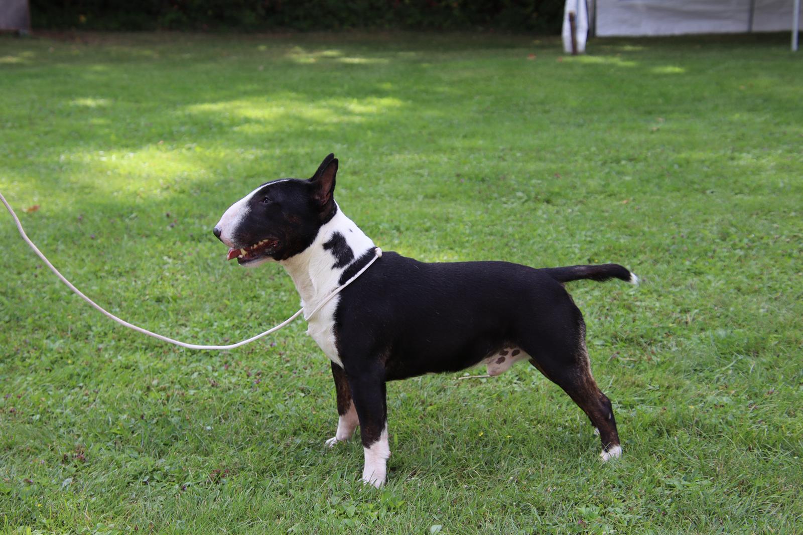 Dambar Von der alten veste, père de la portée, Bull Terrier miniature
