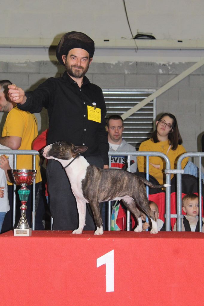 Oulala du Whoochymerry Camp, Bull Terrier Miniature, photo 2