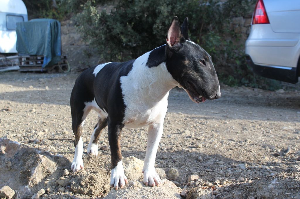 Bull Terrier standard, Niyah-Binghi Negusson