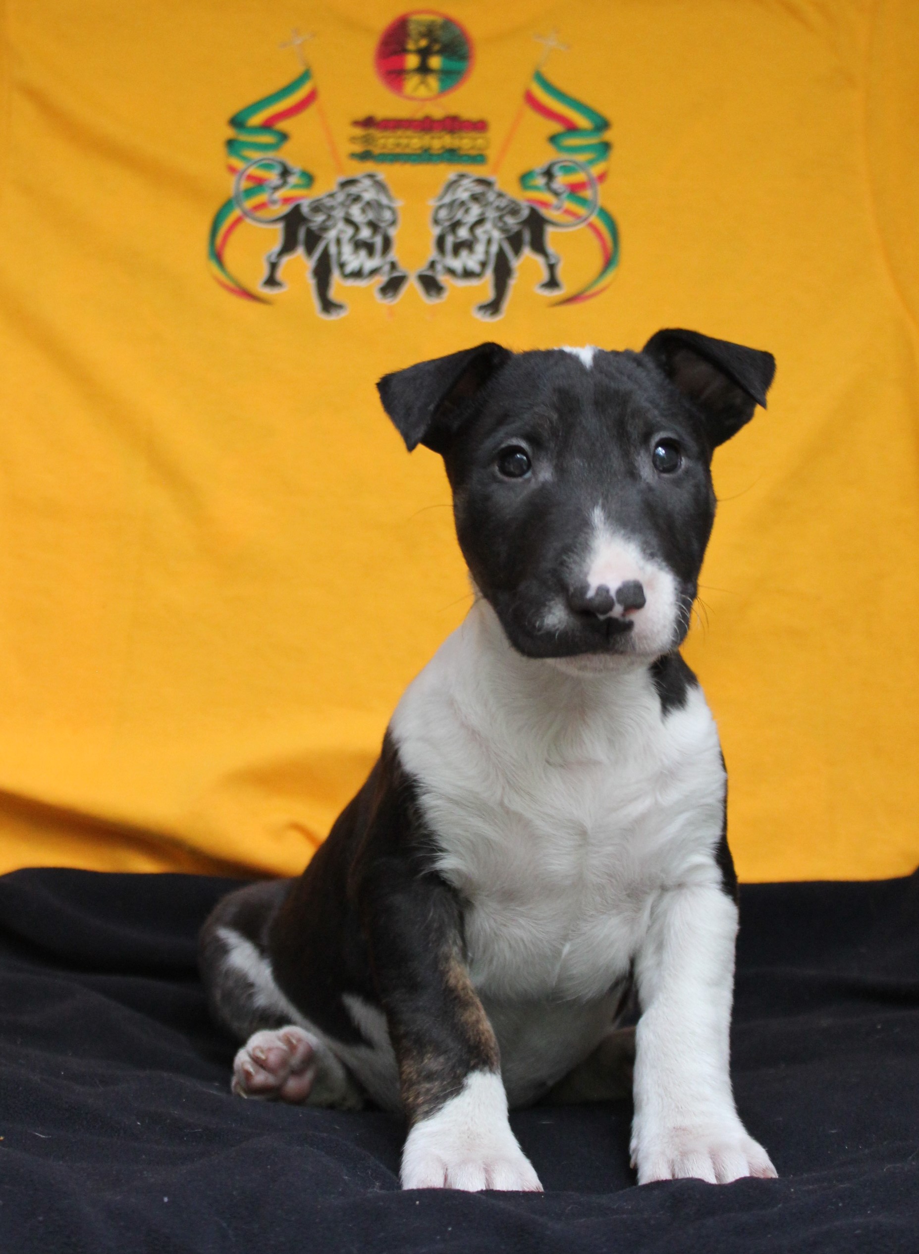 Niyah-binghi Negusson, Bull Terrier Standard, photo 2