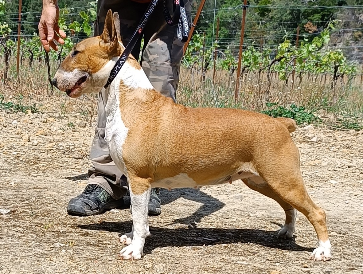 Bull Terrier standard, Starleen Shade of the Guns