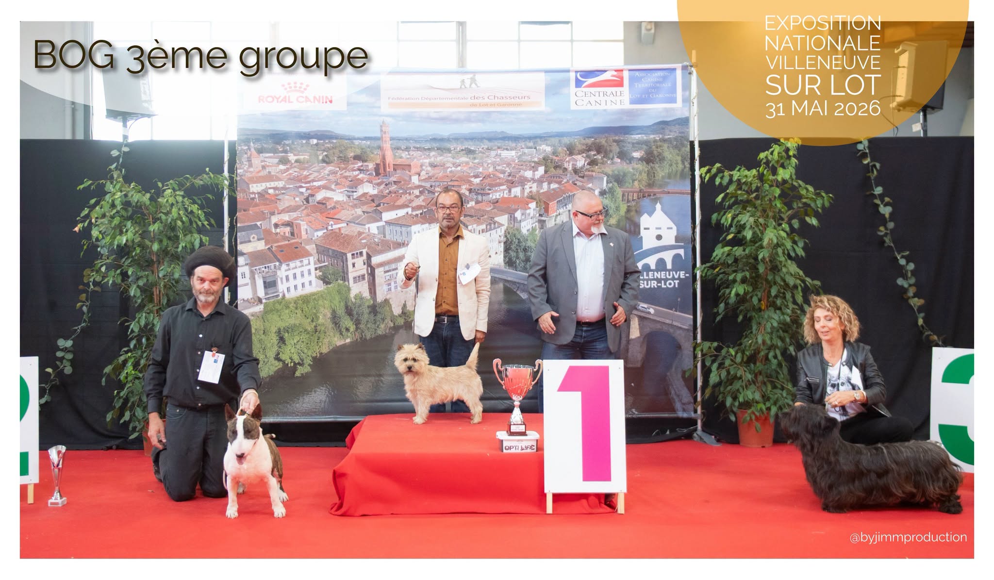 Valorous Warrior, Bull Terrier Miniature, photo 2