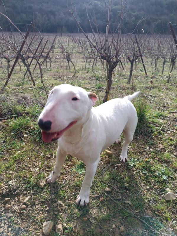 Vélina the white Vagary, Bull Terrier Miniature, photo 2
