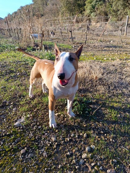 Velvet glove, Bull Terrier Miniature, photo 2
