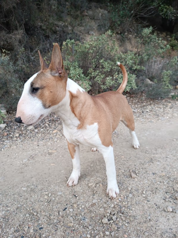 Velvet glove, Bull Terrier Miniature, photo 4