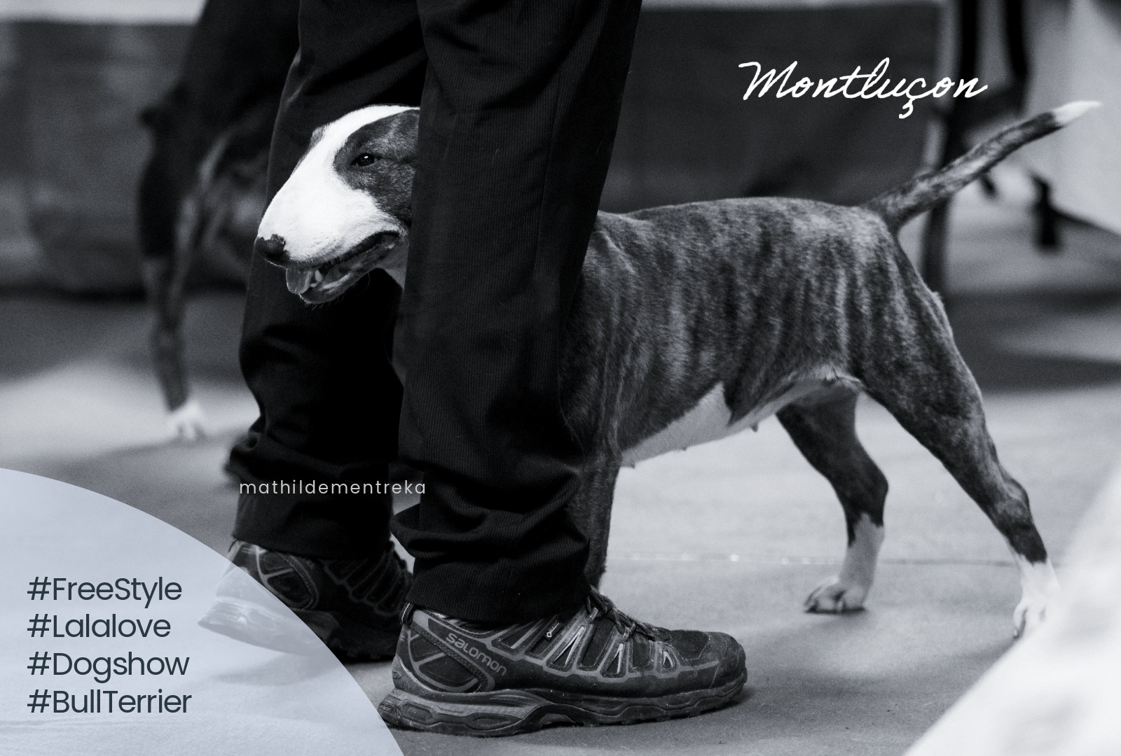 Vertigo's Vertex, Bull Terrier Miniature, photo 2