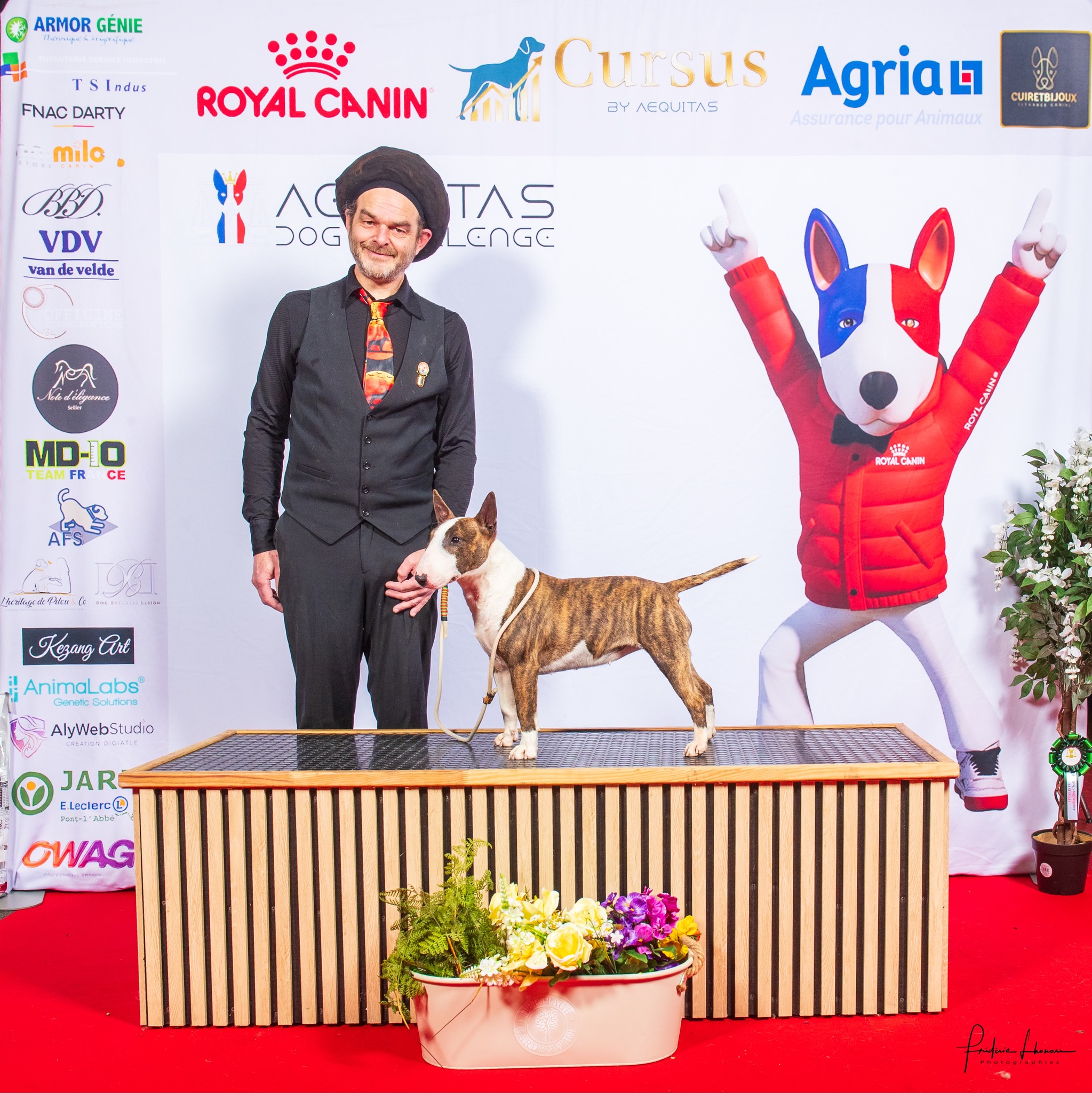Vertigo's Vertex, Bull Terrier Miniature, photo 3